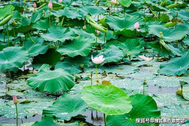 全面测评：春风湖滨售楼处发布-春风湖滨楼盘详情-周边设施(图12)