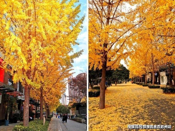 古北99(古北99售楼处)首页网站-2025房价_楼盘评测丨地址丨详情丨售楼处电话丨交房时间(图11)