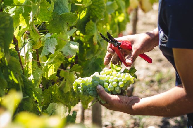 白葡萄酒逆袭！这10个趋势正在改写行业规则(图1)