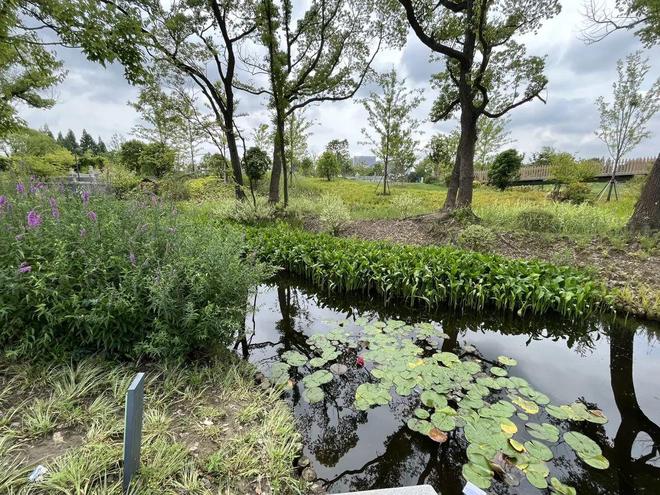 ◈海上·清和玺售楼处徐汇海上·清和玺发布：生态家园氛围(图36)