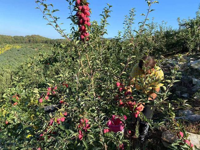 从“山间果香”到“产业繁花”——蛟河市天岗镇窝集口村鲜果产业发展小记