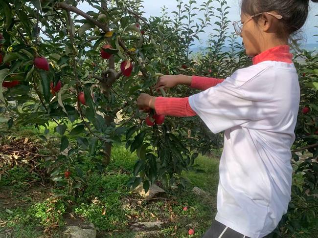从“山间果香”到“产业繁花”——蛟河市天岗镇窝集口村鲜果产业发展小记(图4)