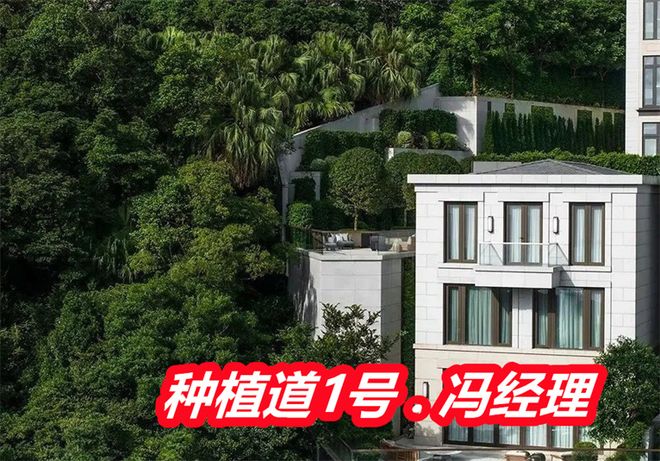 香港种植道1号豪宅怎么样产权地契多少年是精装吗销售情况