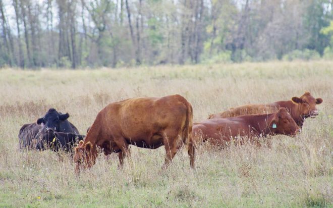 【深度解析】韩国牛肉市场剧变：本土“韩牛”产量连年下滑进口牛肉格局重塑！2026年将迎零关税时代