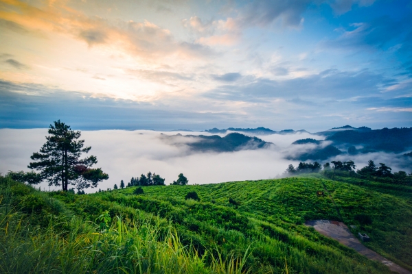 绿色茶乡绘新卷@湖南日报特刊(图4)