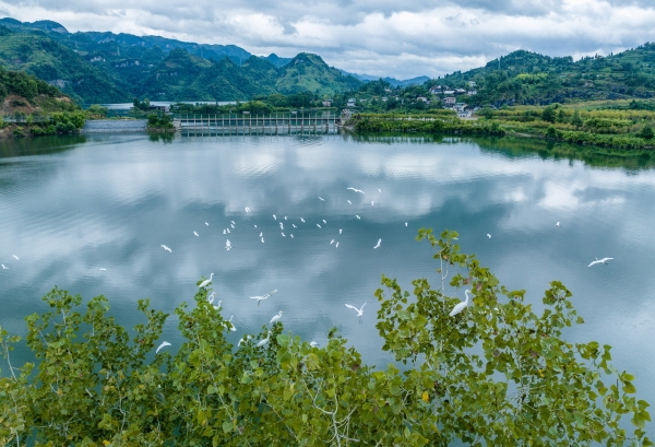 绿色茶乡绘新卷@湖南日报特刊(图5)