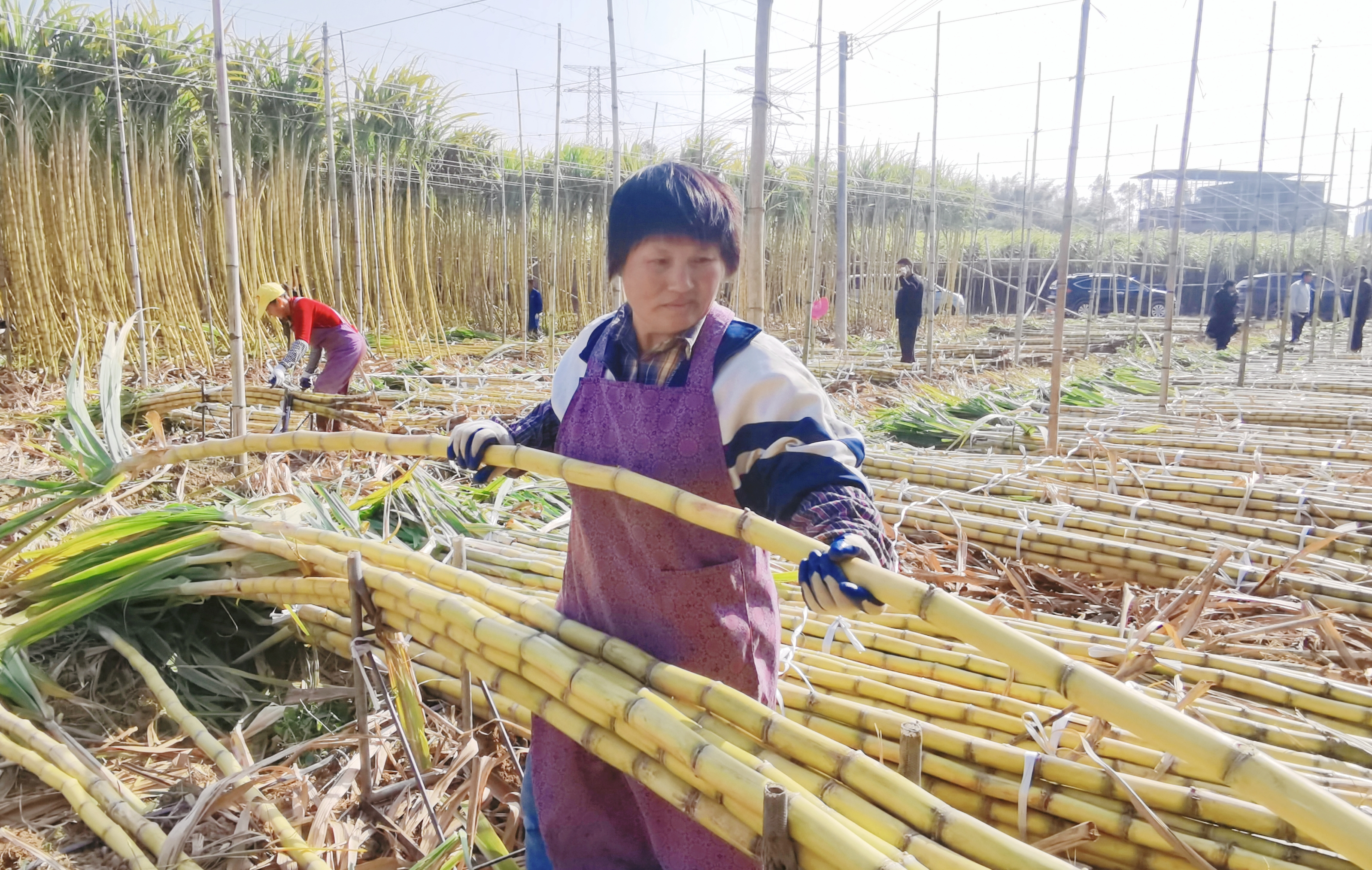 日销800吨！博罗石坝甜蜜生活在“蔗”里